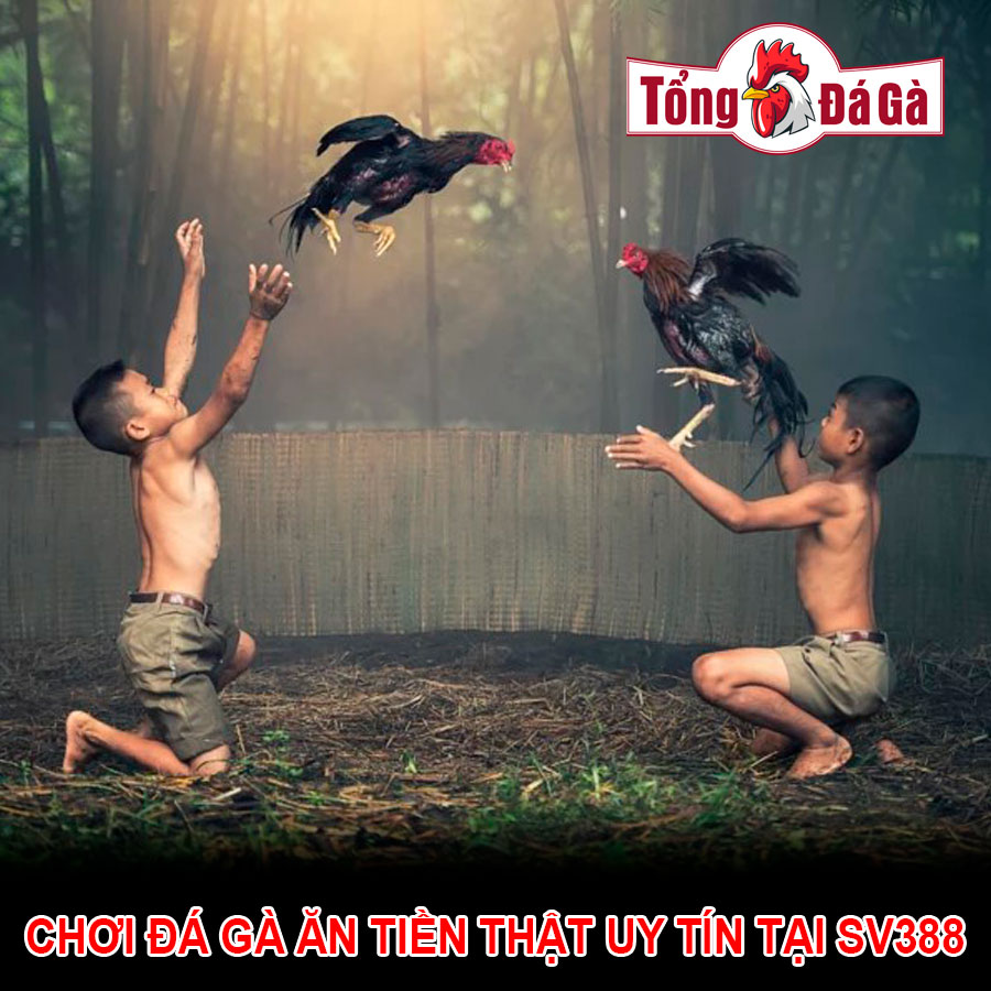 Chơi đá gà ăn tiền thật uy tín tại SV388